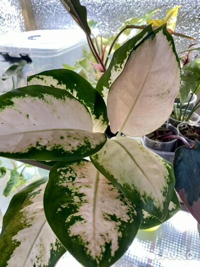 Аглаонема пинк кочин Neon