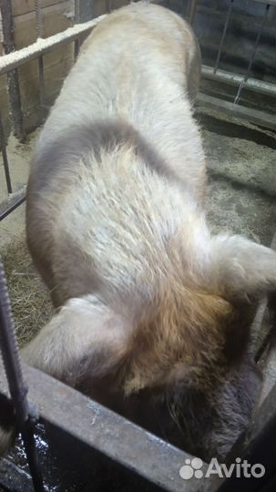 Поросята ландрас дюрок