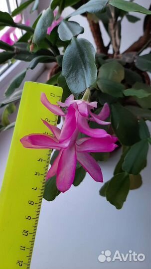 Декабрист шлюмбергера