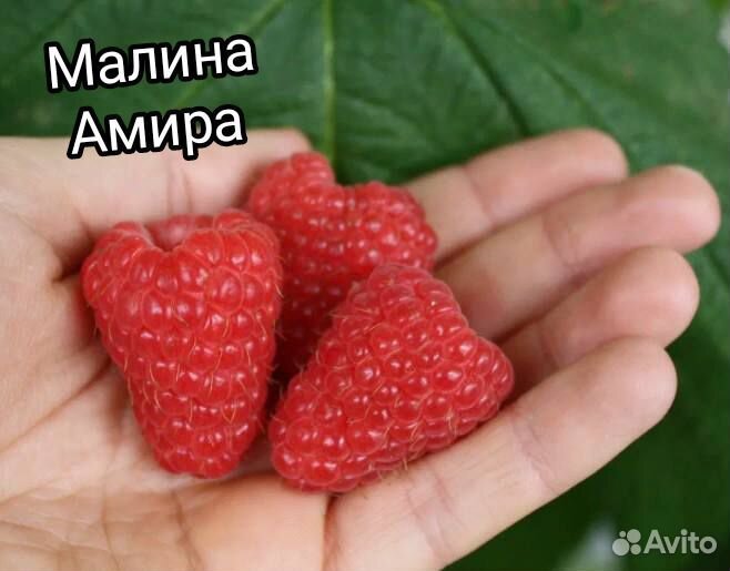 Саженцы малины ремонтантной и летней