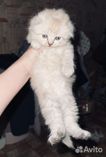 Британская кошка