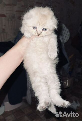 Британская кошка