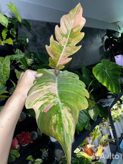 Филодендрон карамель марбл вар