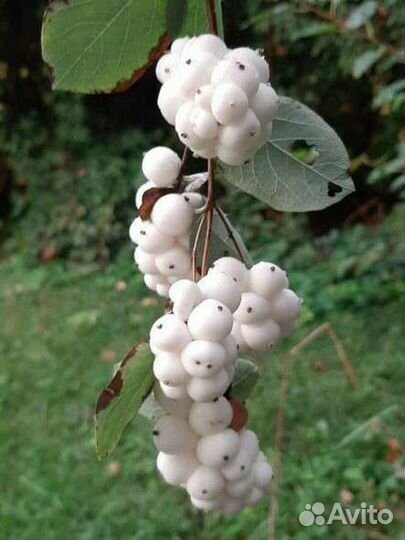 Керия японская, снежноягодник, годжи