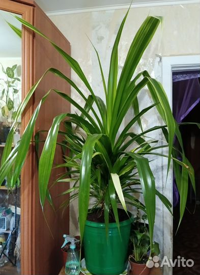 Комнатные растения цветы большие для офисов