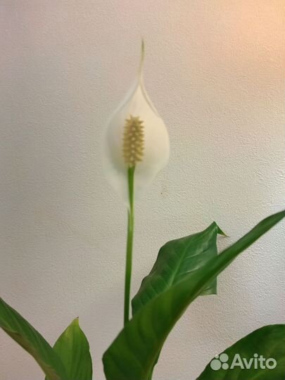 Спатифилум(женское счастье)