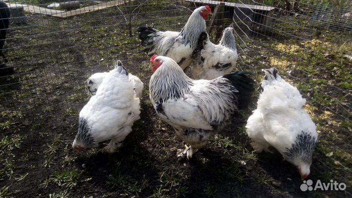 Брама Инкубационное яйцо, Петушки