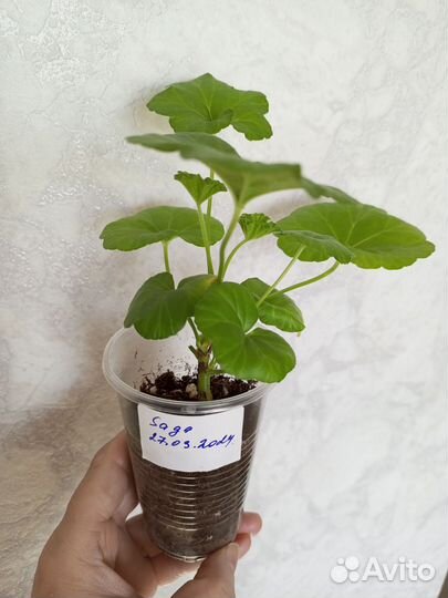 Пеларгония герань сортовая