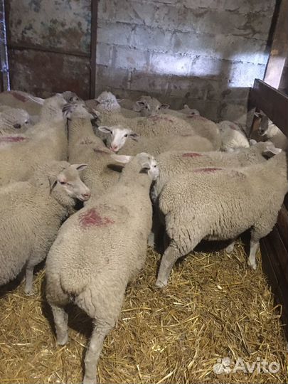 Ярочки и баранчики тексель