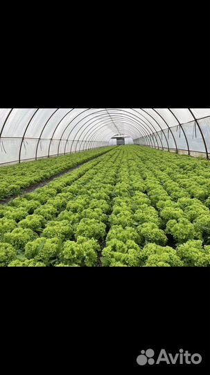 Семена салат левистро