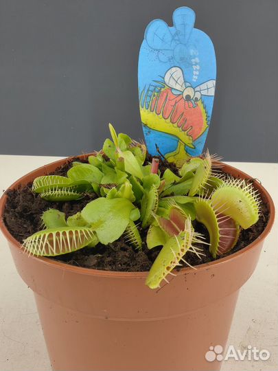 Комнатные растения цветы