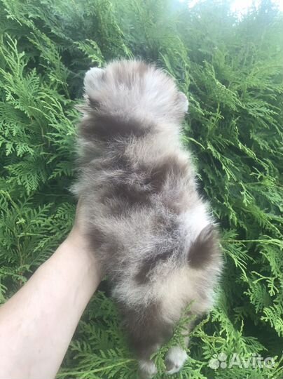 Померанский шпиц медвежьего типа Шоколадка мерле