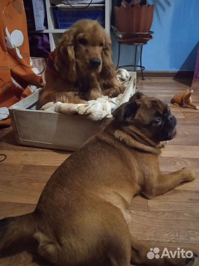 Няня для собаки (передержка)