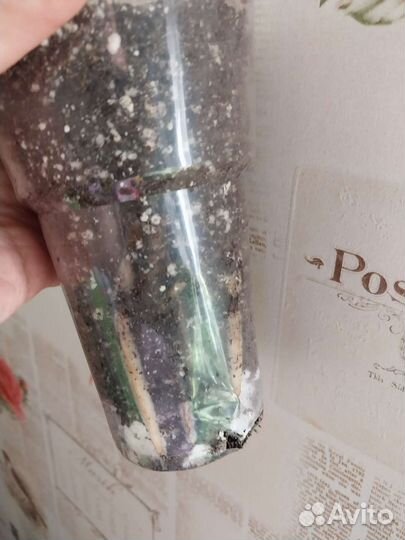 Замиокулькас вариегатный шорт лив