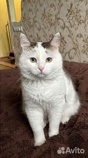 Отдам кота в добрые руки