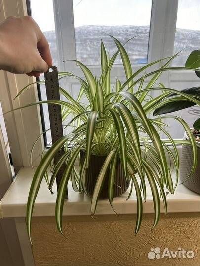 Хлорофитум