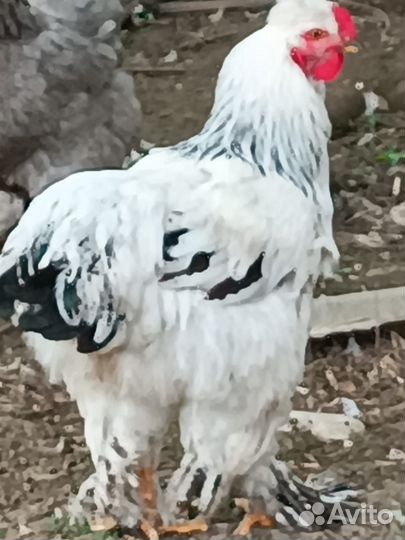 Петухи брама