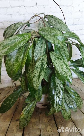 Хойи срезом