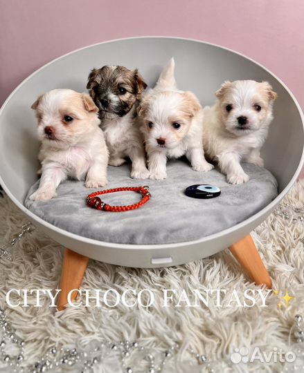 Белый йоркширский терьер