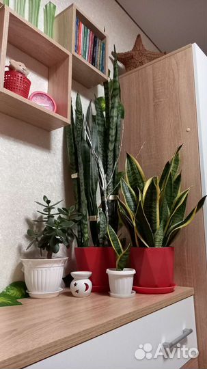 Сансевиерия или щучий хвост