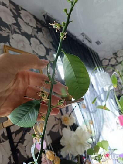 Мандарин, Кофе арабика, комнатная мята