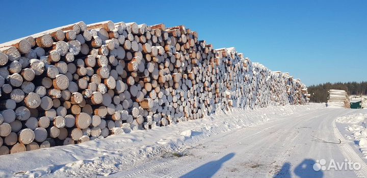 Лиственница,кедр