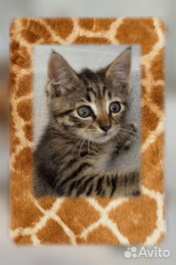 Котёнок (девочка) Соня