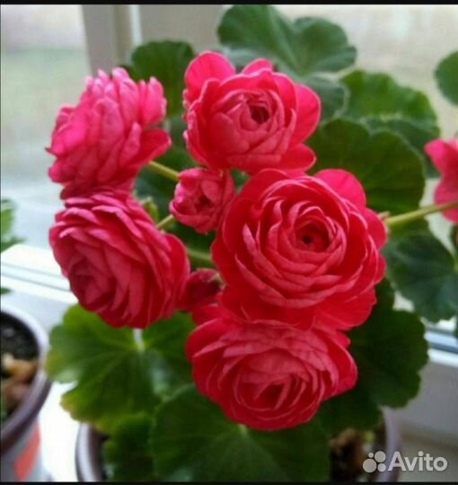 Пеларгония герань сортовая