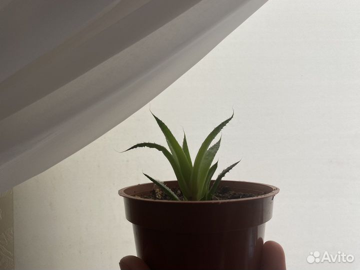 Алоэ карликовый