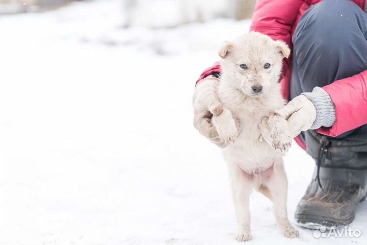 Щенок кобель