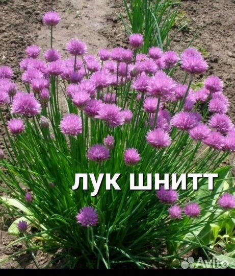 Многолетник мята тимьян хрен тархун лук петрушка