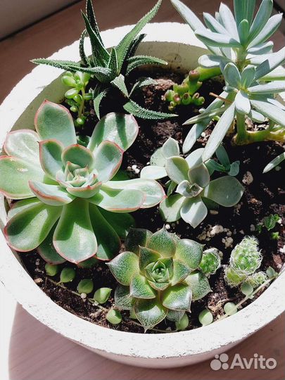 Суккулентно-кактусовый садик