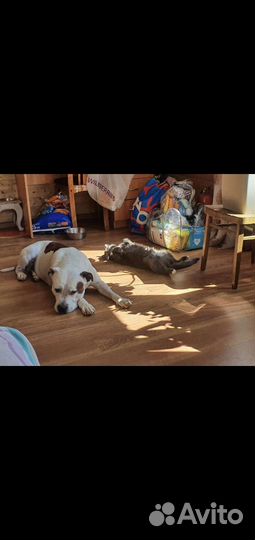 Собака, вязка