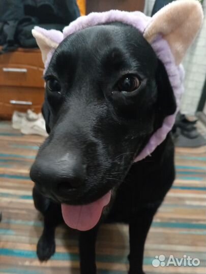 Вязка лабрадор ретривер