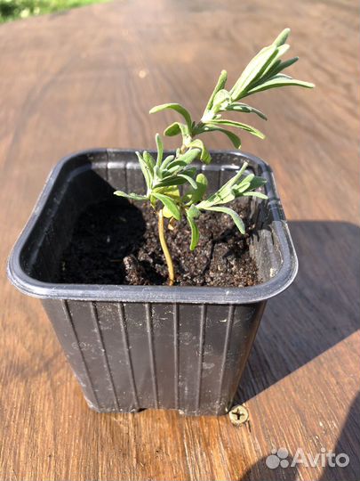 Лаванда английская органическая рассада