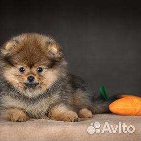 Щенки Померанский шпиц купить в Москве