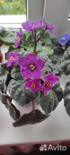 Сортовые фиалки