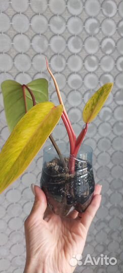 Филодендрон медуза