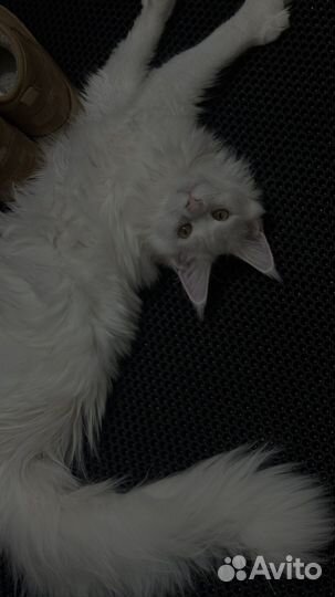 Котята мейкун полидакт