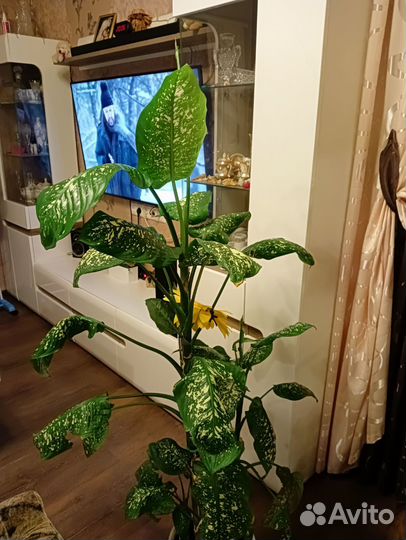 Диффенбахия