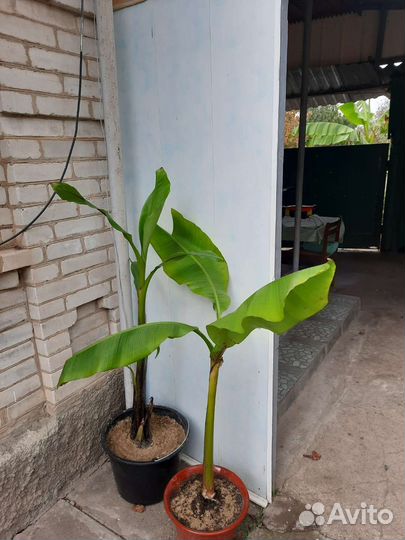 Банановая пальма