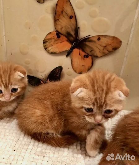 Котенок красный мрамор