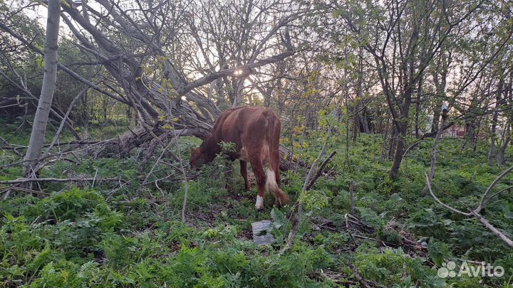 Коровы и телки
