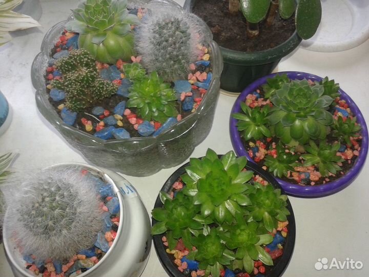 Флорариумы, кактусы, суккулетны