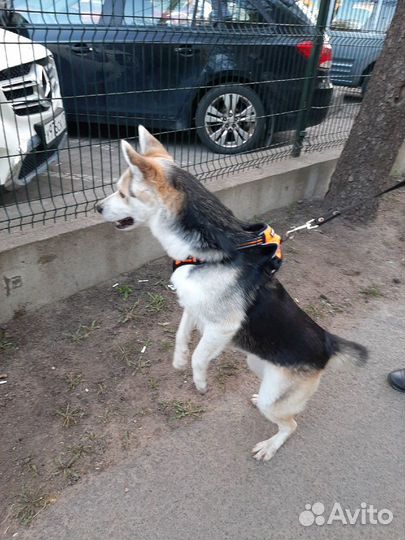 Зооняня. Выгул собак, передержка. Выгульщик