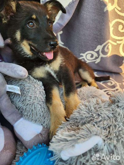 Щенок Немецкой овчарки (метис) в добрые руки