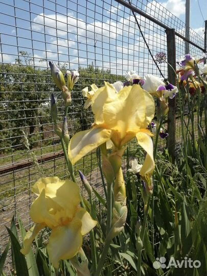 Ирис в ассортименте