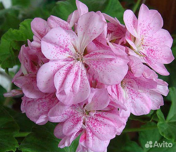 Сортовые пеларгонии