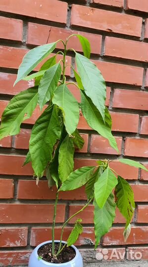 Авокадо разные возраст от года до 2х лет