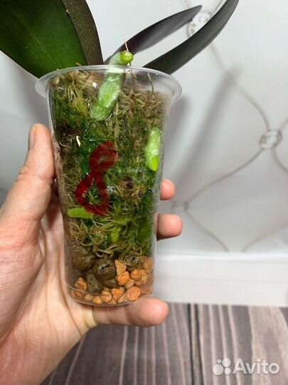 Биглип Jincheng Chin Su Me орхидея фаленопсис